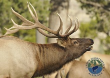 Support Conservation and Win a Nevada Trophy Elk Hunt